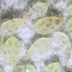 Chaitophorus populialbae